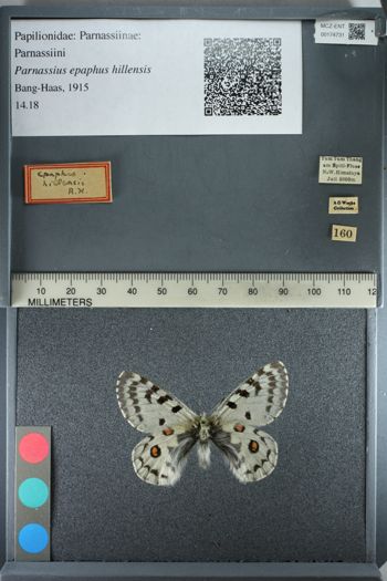 Media type: image;   Entomology 174731